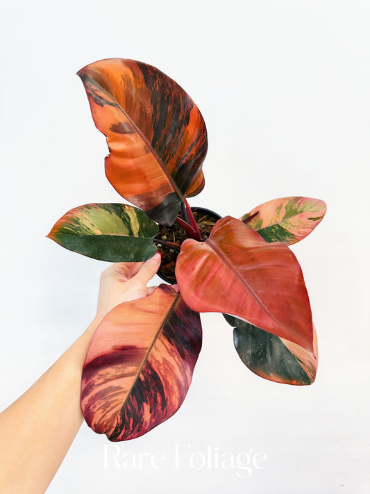 Philodendron Black Cardinal No.1 Variegated 4” Exact Plant