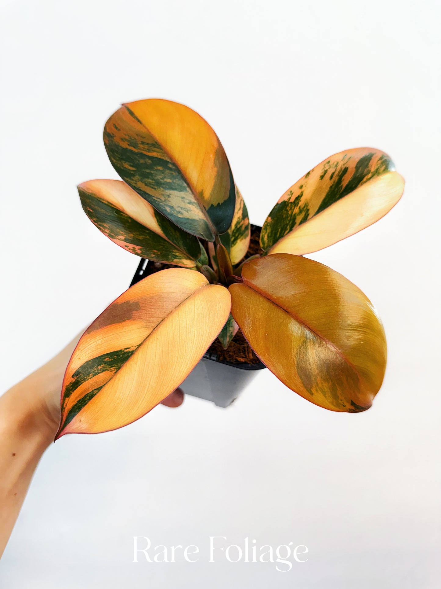 Philodendron Black Cardinal No.1 Variegated 4” Exact Plant