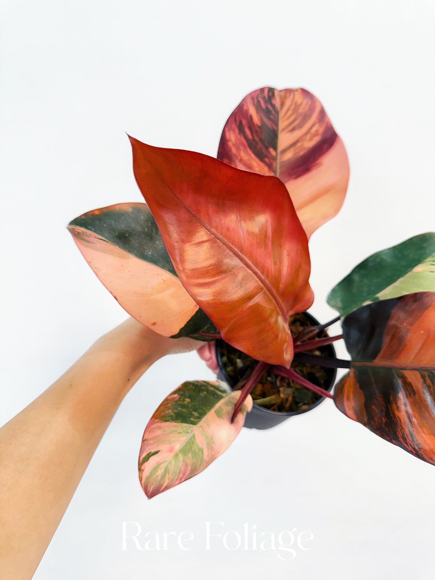 Philodendron Black Cardinal No.1 Variegated 4” Exact Plant