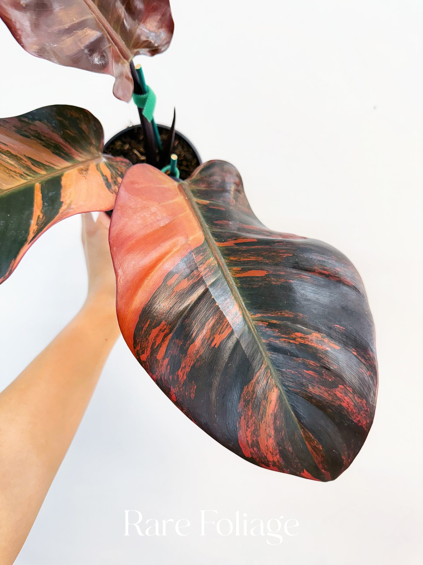 Philodendron Black Cardinal No.1 Variegated 4” Exact Plant