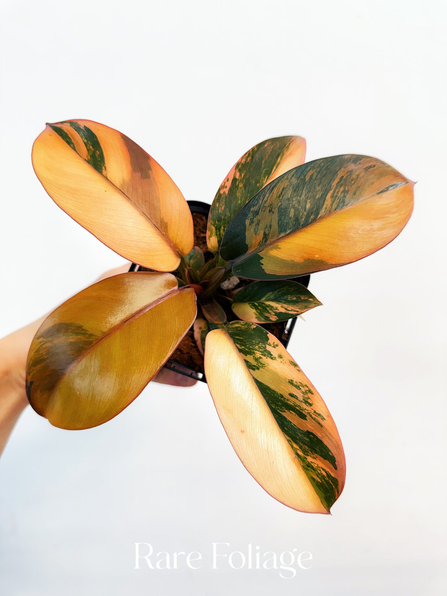 Philodendron Black Cardinal No.1 Variegated 4” Exact Plant
