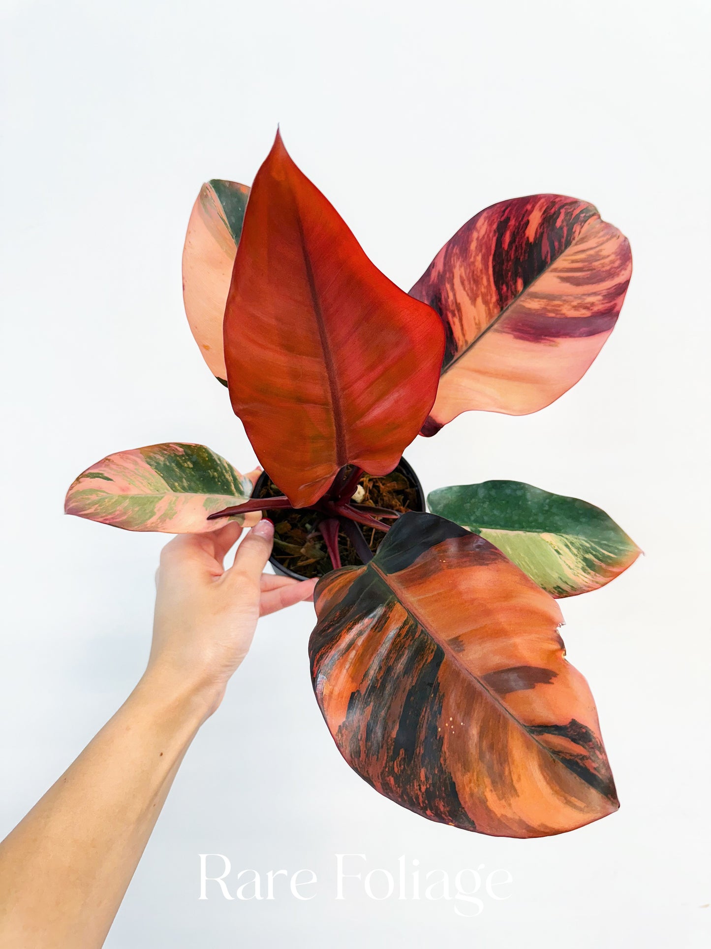 Philodendron Black Cardinal No.1 Variegated 4” Exact Plant