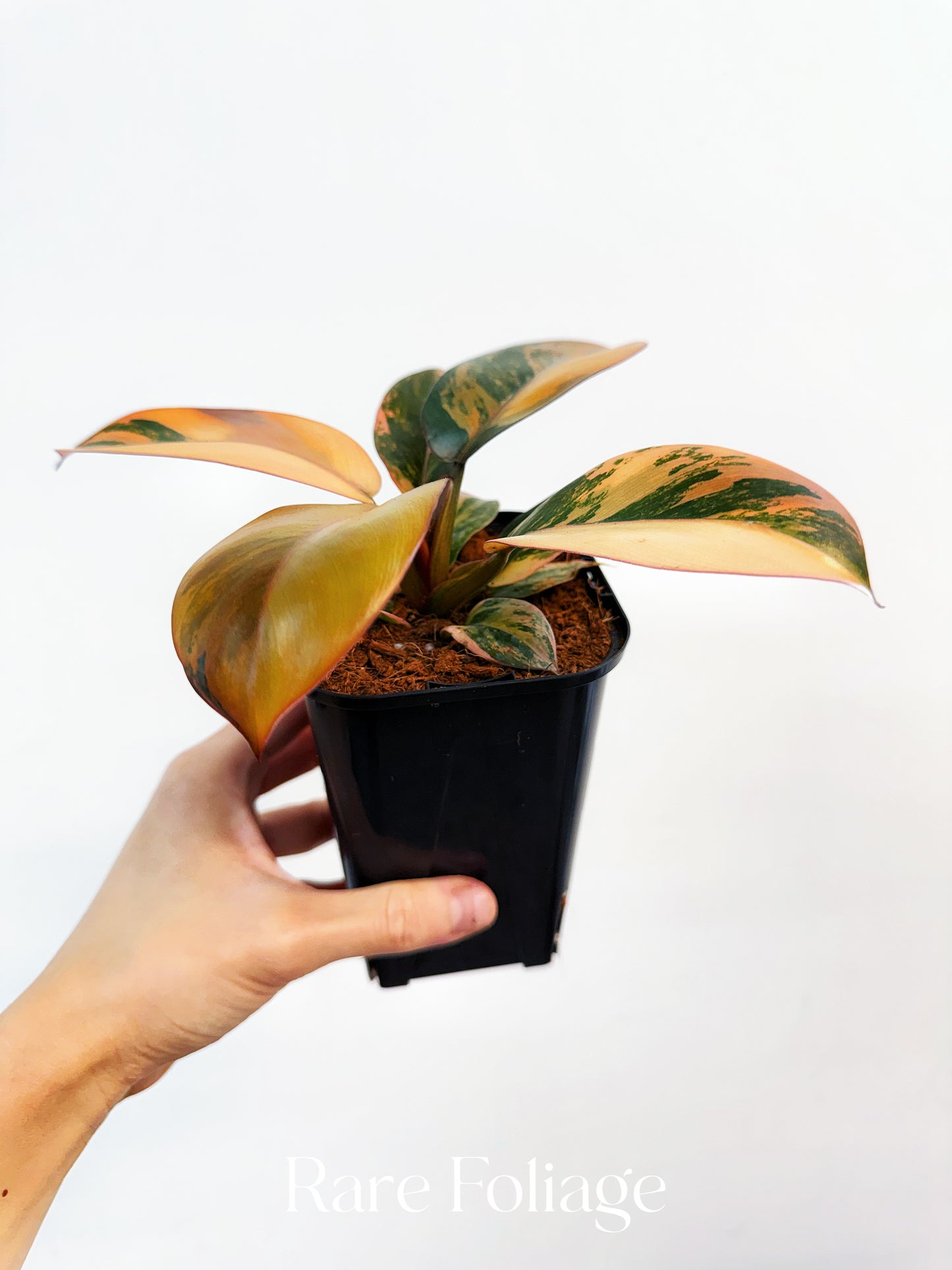 Philodendron Black Cardinal No.1 Variegated 4” Exact Plant
