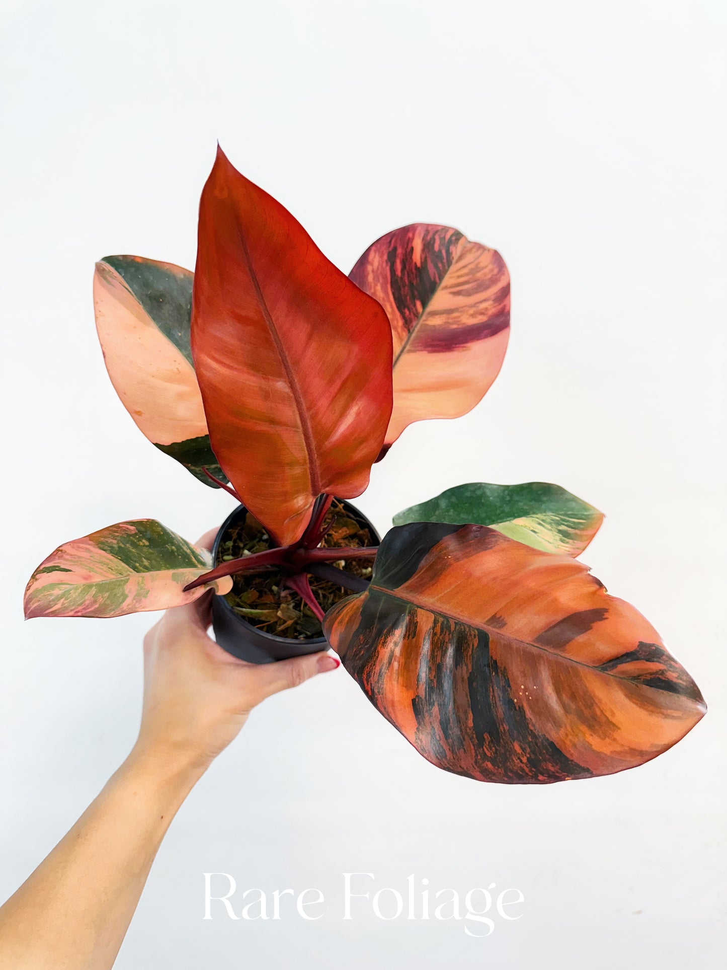 Philodendron Black Cardinal No.1 Variegated 4” Exact Plant