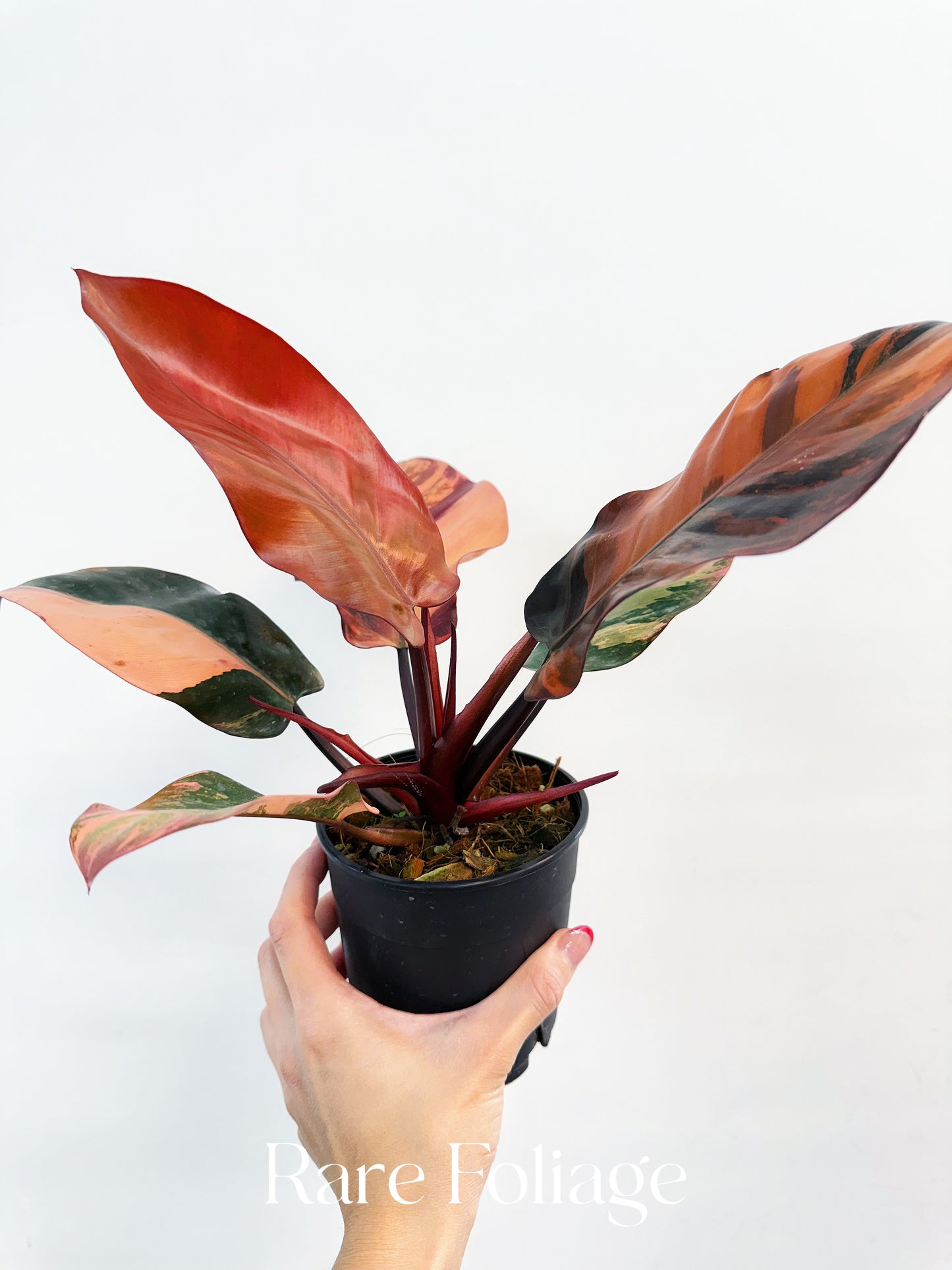 Philodendron Black Cardinal No.1 Variegated 4” Exact Plant