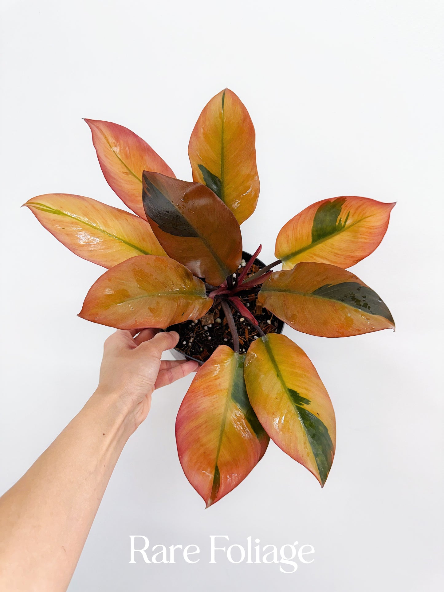 philodendron black cardinal caramel Philodendron Black Cardinal Variegated 6” Exact Plant – Rare Foliage Plant Co