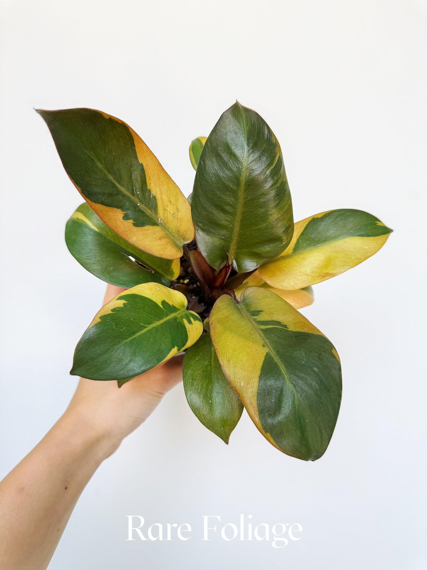 Philodendron Black Cardinal Variegated 4"