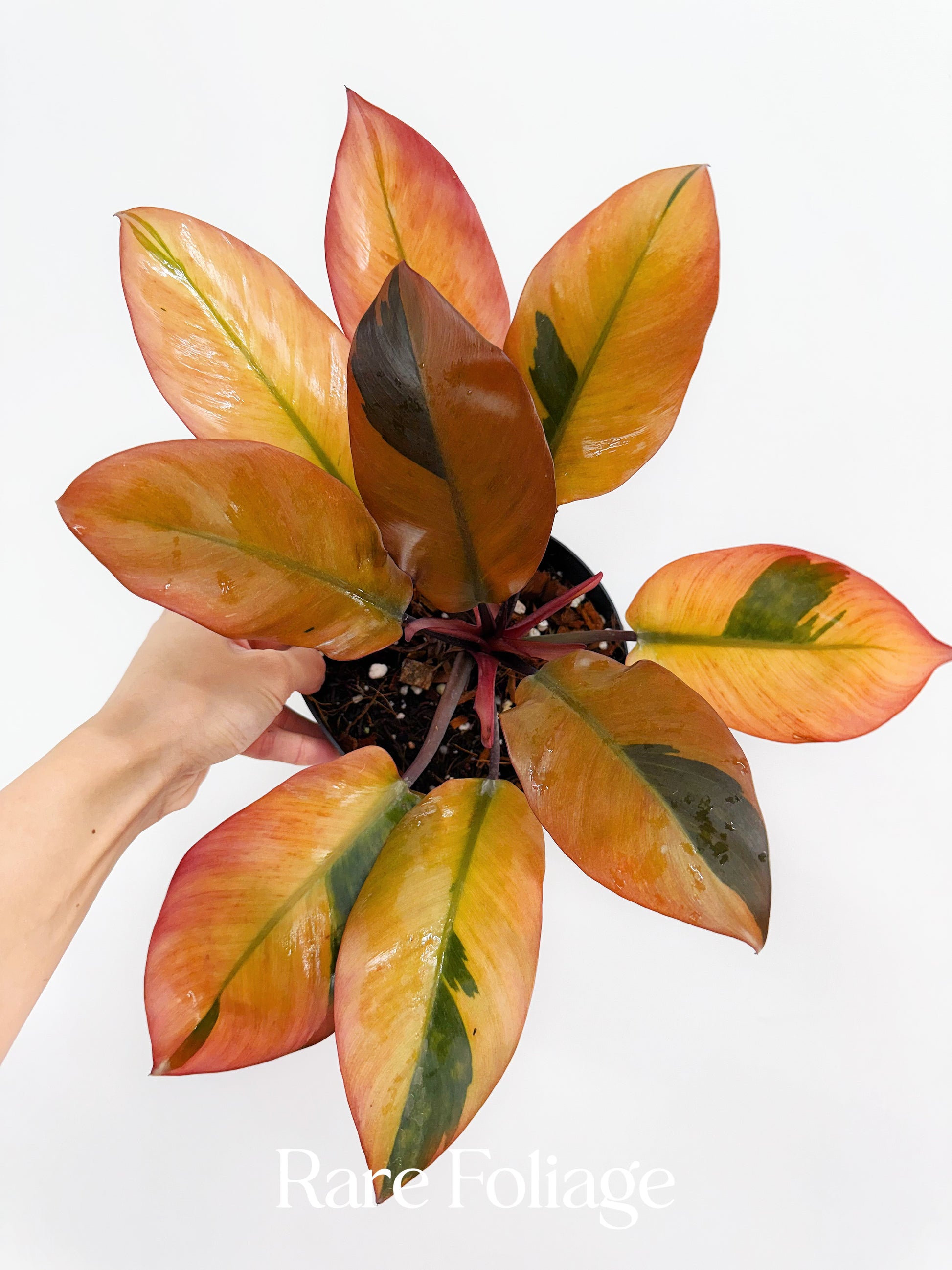 philodendron cardinal beauty Philodendron Black Cardinal Variegated 6” Exact Plant – Rare Foliage Plant Co