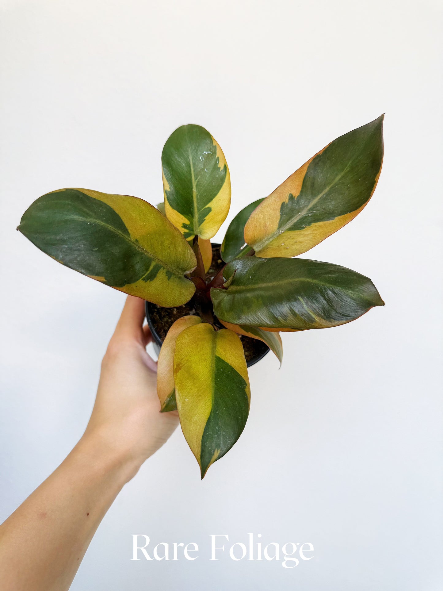 Philodendron Black Cardinal Variegated 4"