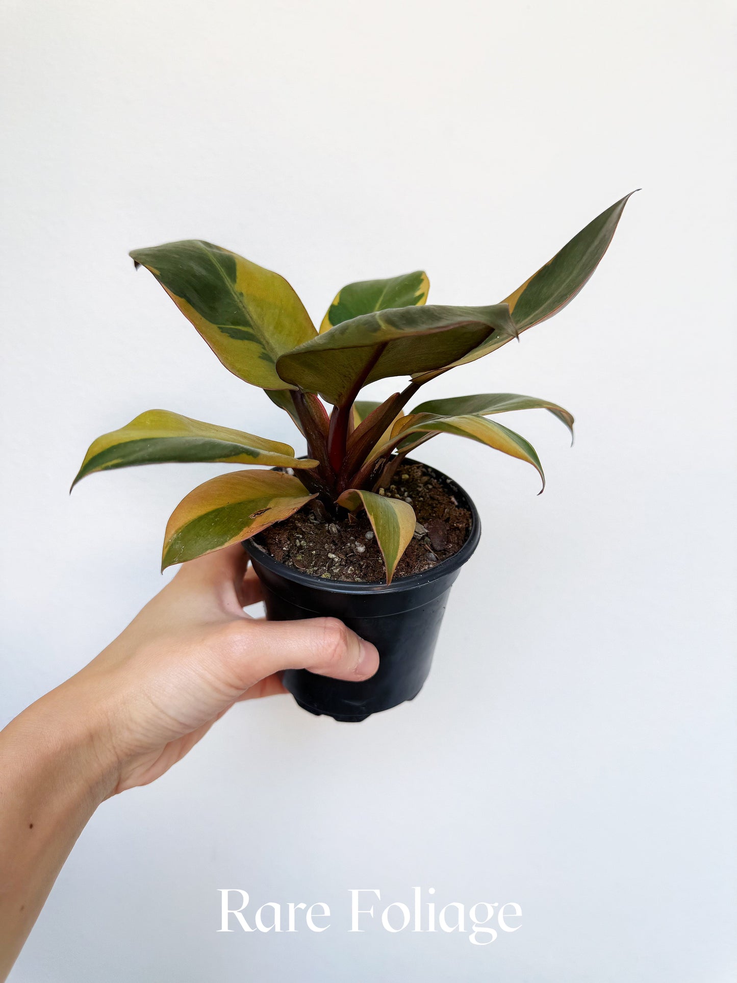 Philodendron Black Cardinal Variegated 4"