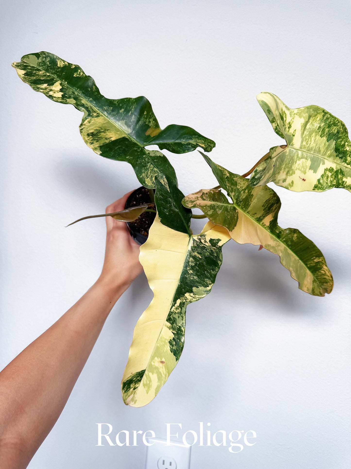 Philodendron Brown Beauty (Florida Beauty x Billietiae x  Atabapoense) 4” Exact Plant