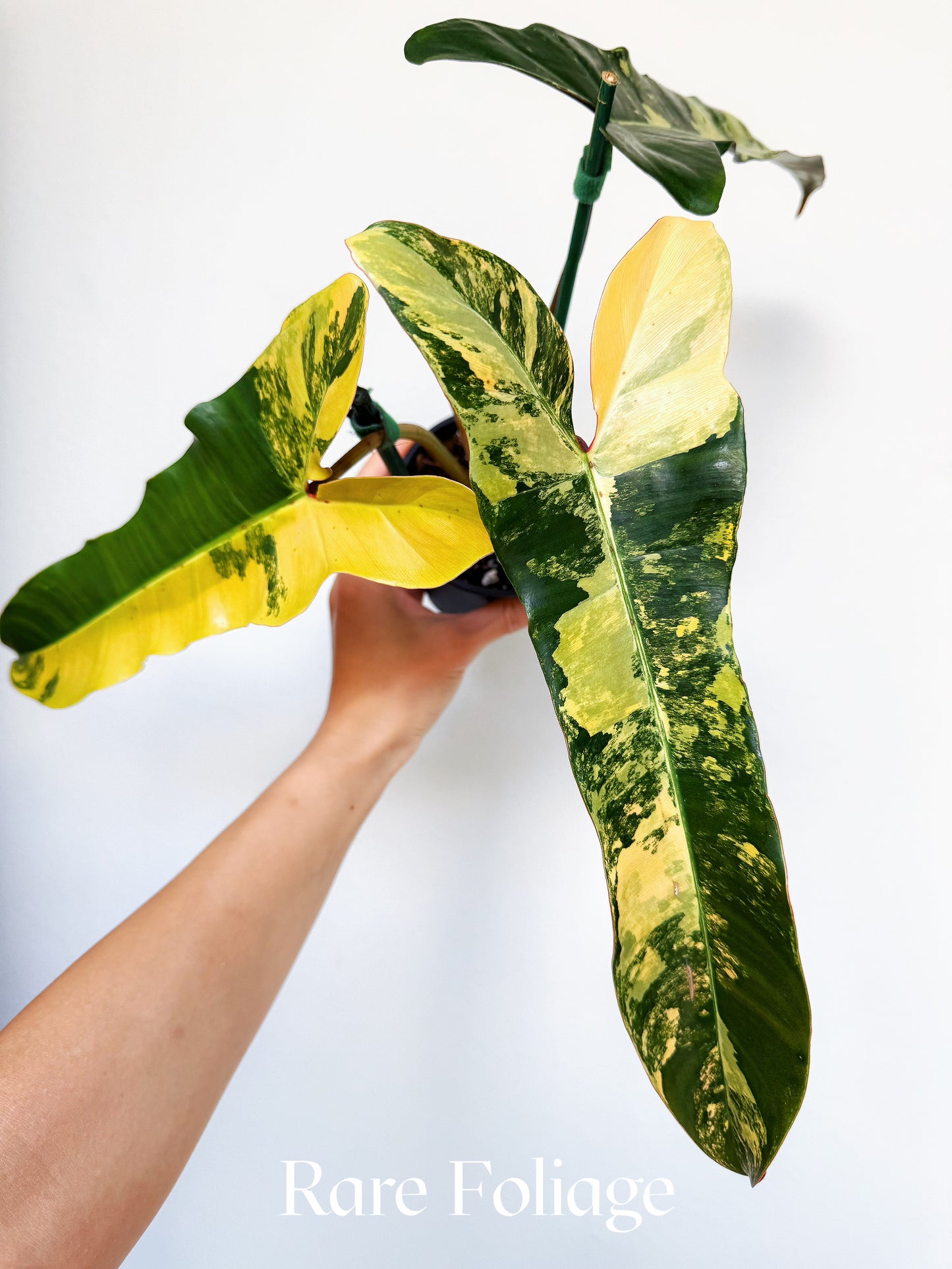 Philodendron Brown Beauty (Florida Beauty x Billietiae x  Atabapoense) 4” Exact Plant