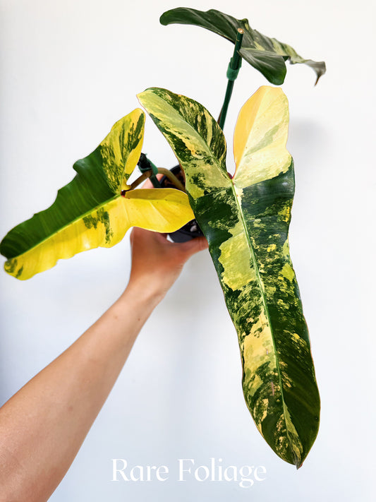 Philodendron Brown Beauty (Florida Beauty x Billietiae x  Atabapoense) 4” Exact Plant