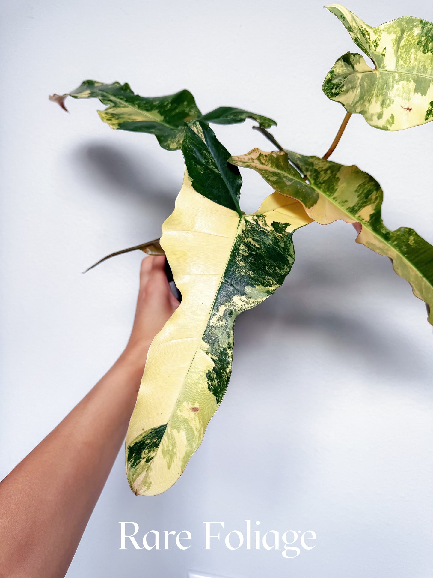 Philodendron Brown Beauty (Florida Beauty x Billietiae x  Atabapoense) 4” Exact Plant