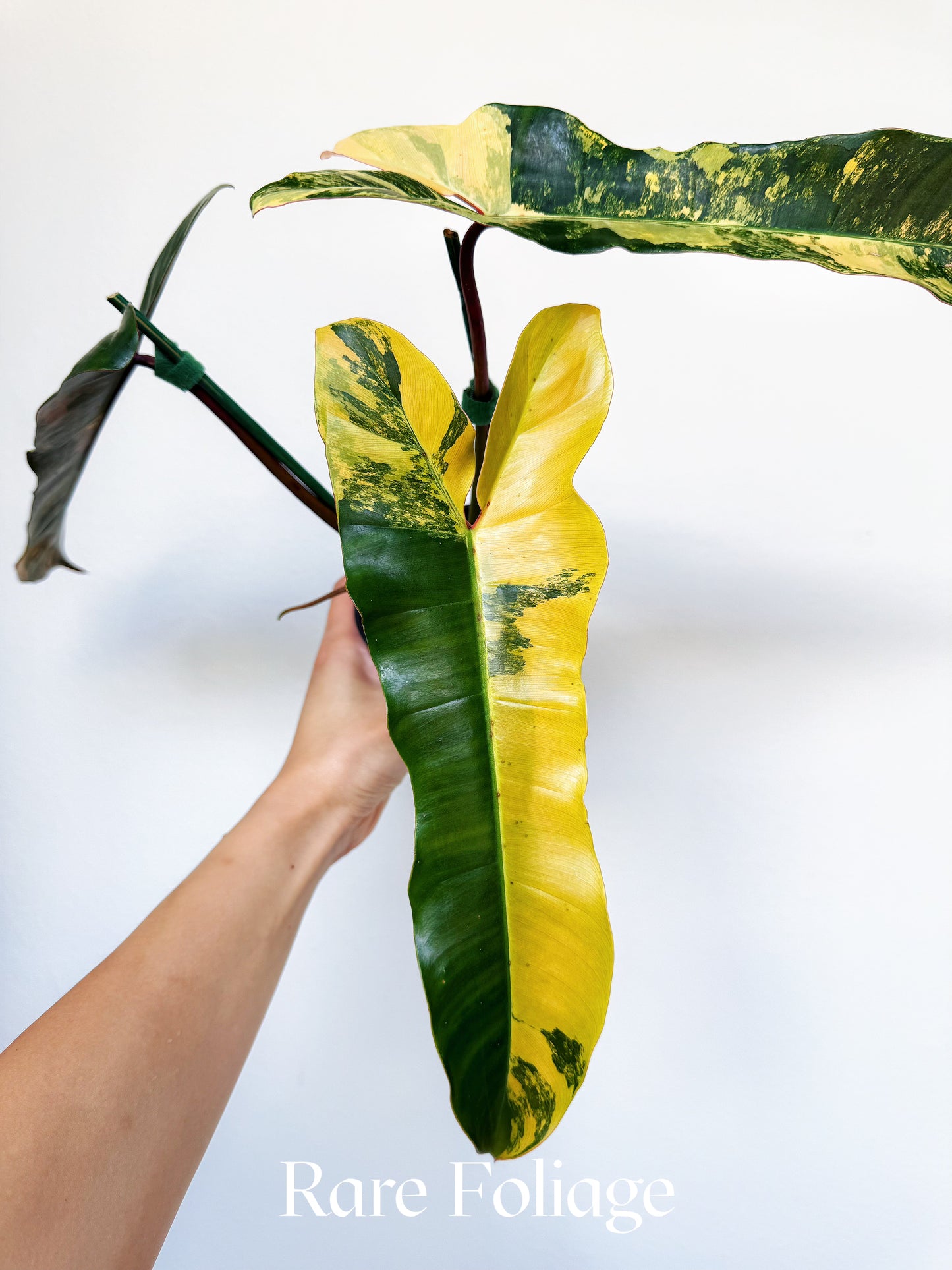 Philodendron Brown Beauty (Florida Beauty x Billietiae x  Atabapoense) 4” Exact Plant