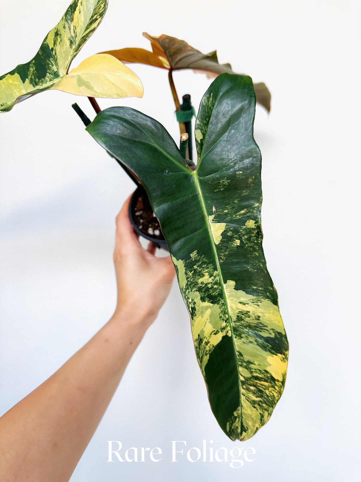 Philodendron Brown Beauty (Florida Beauty x Billietiae x  Atabapoense) 4” Exact Plant