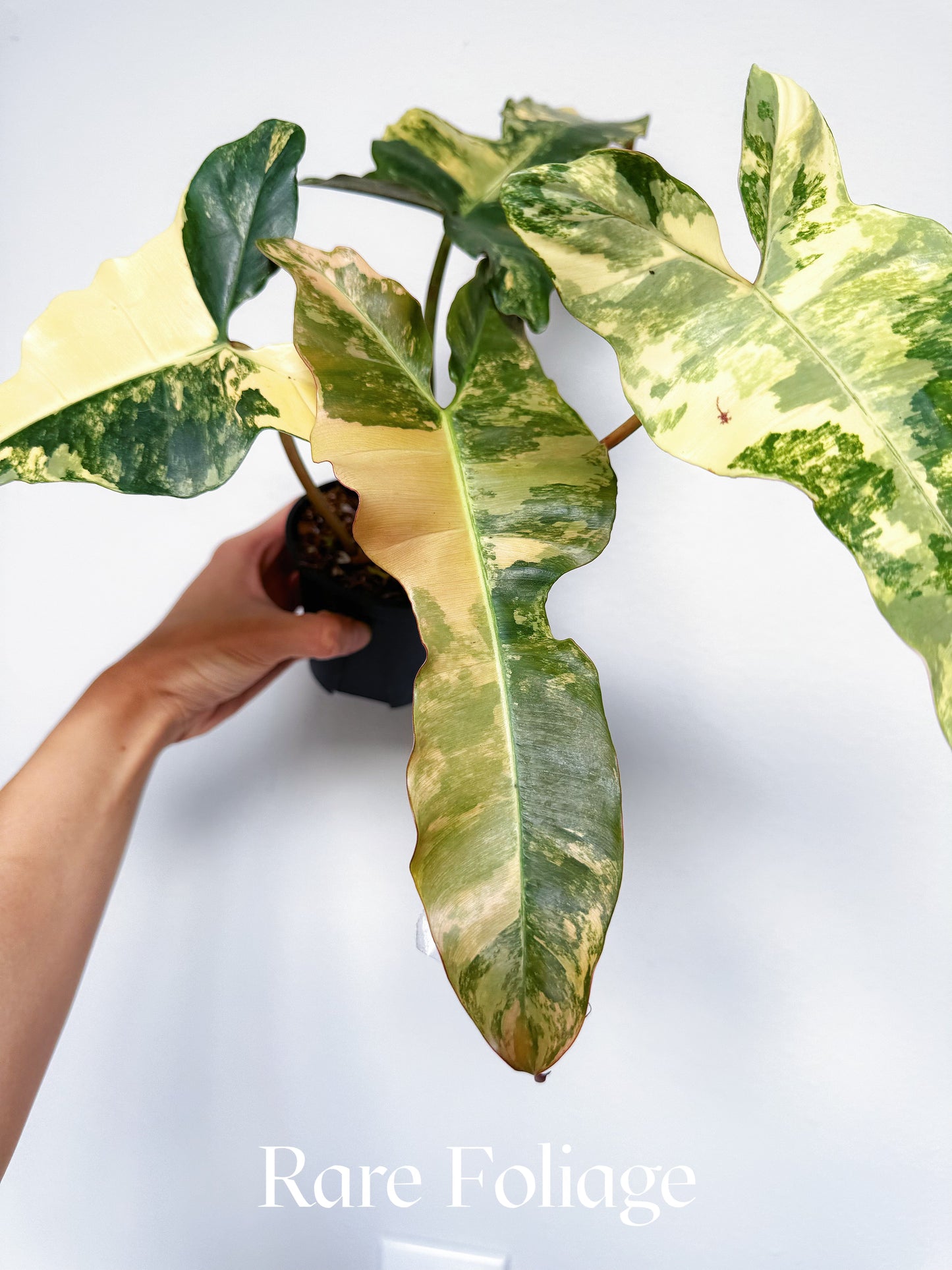 Philodendron Brown Beauty (Florida Beauty x Billietiae x  Atabapoense) 4” Exact Plant