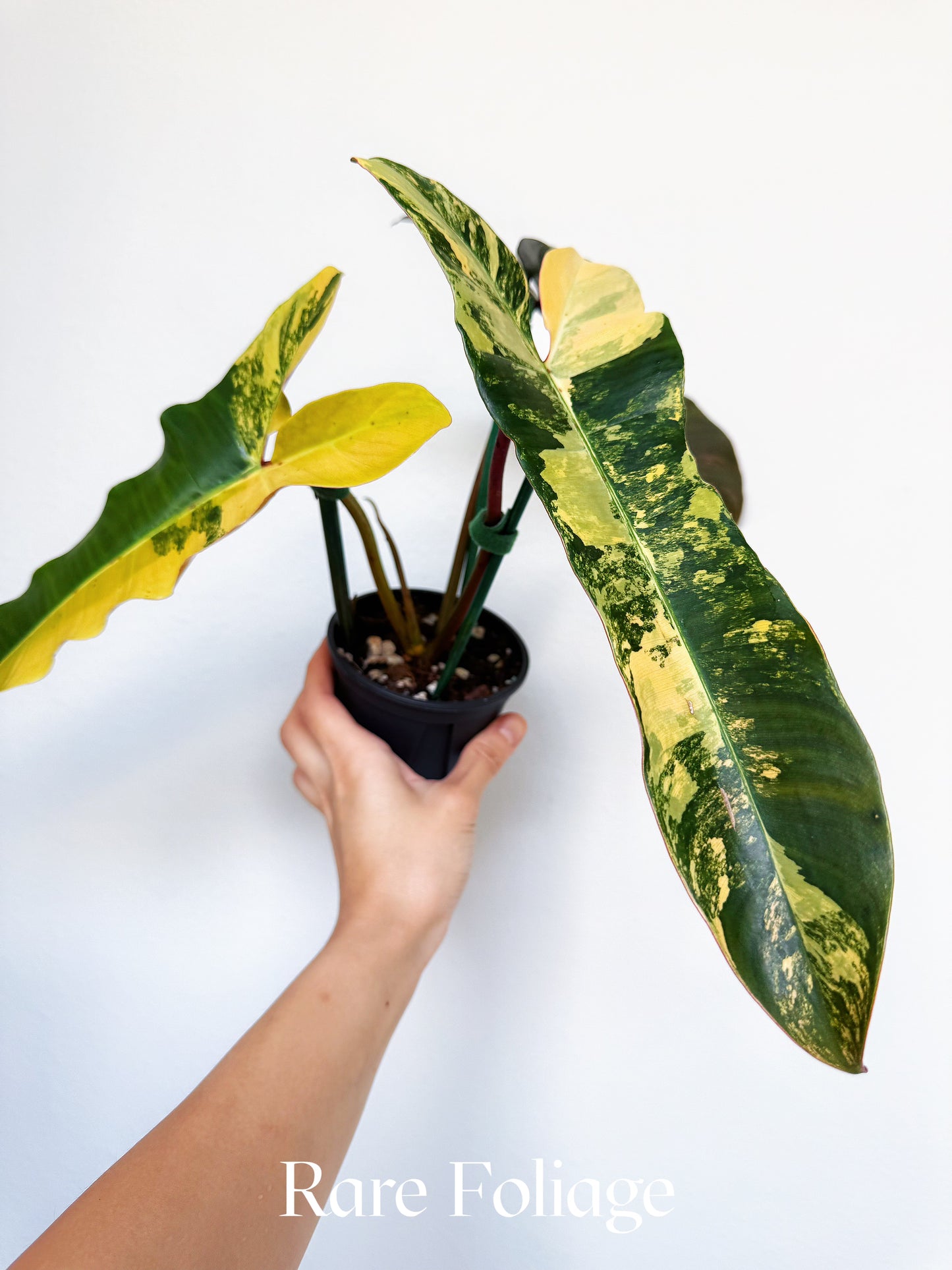 Philodendron Brown Beauty (Florida Beauty x Billietiae x  Atabapoense) 4” Exact Plant