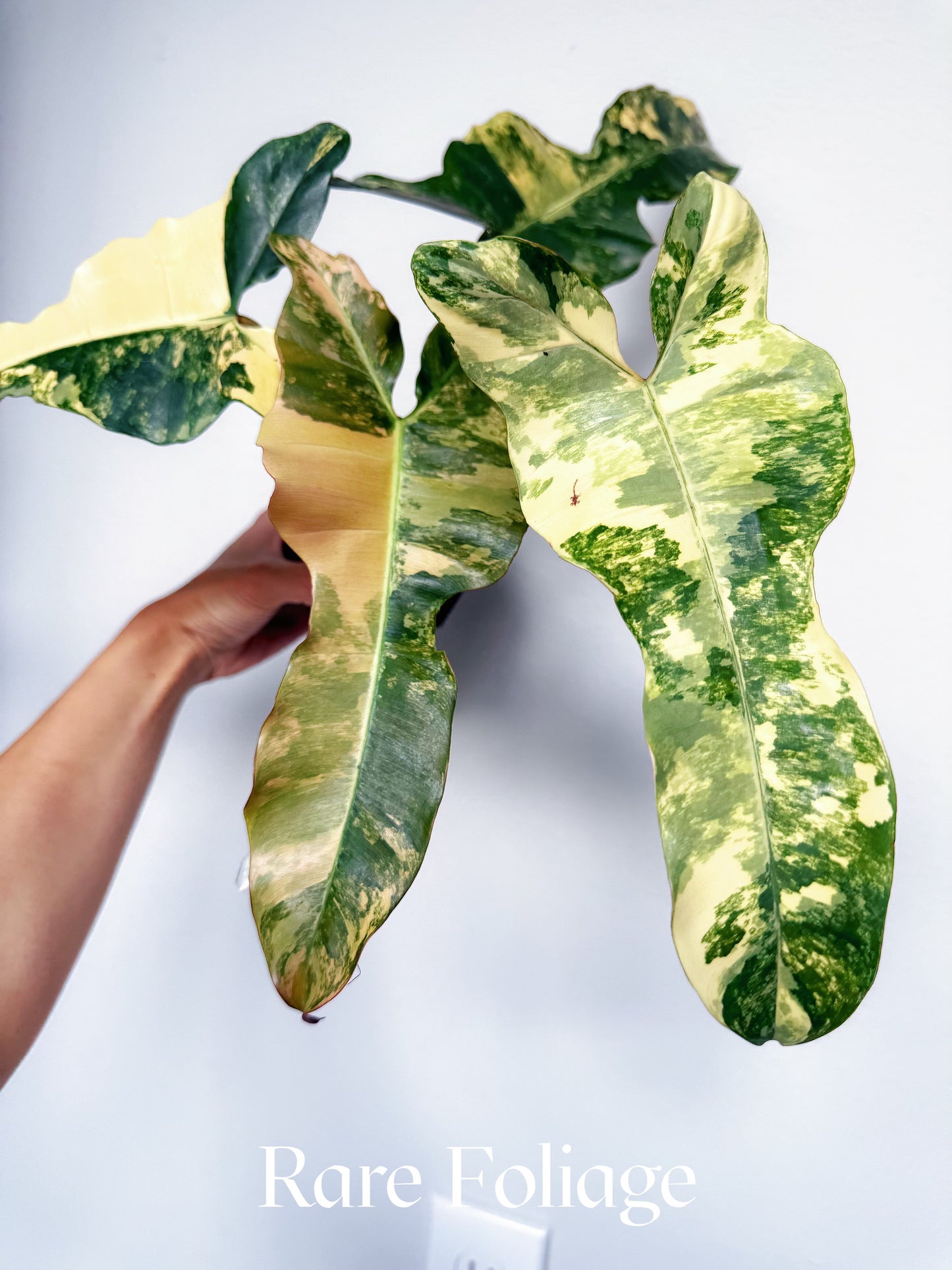 Philodendron Brown Beauty (Florida Beauty x Billietiae x  Atabapoense) 4” Exact Plant