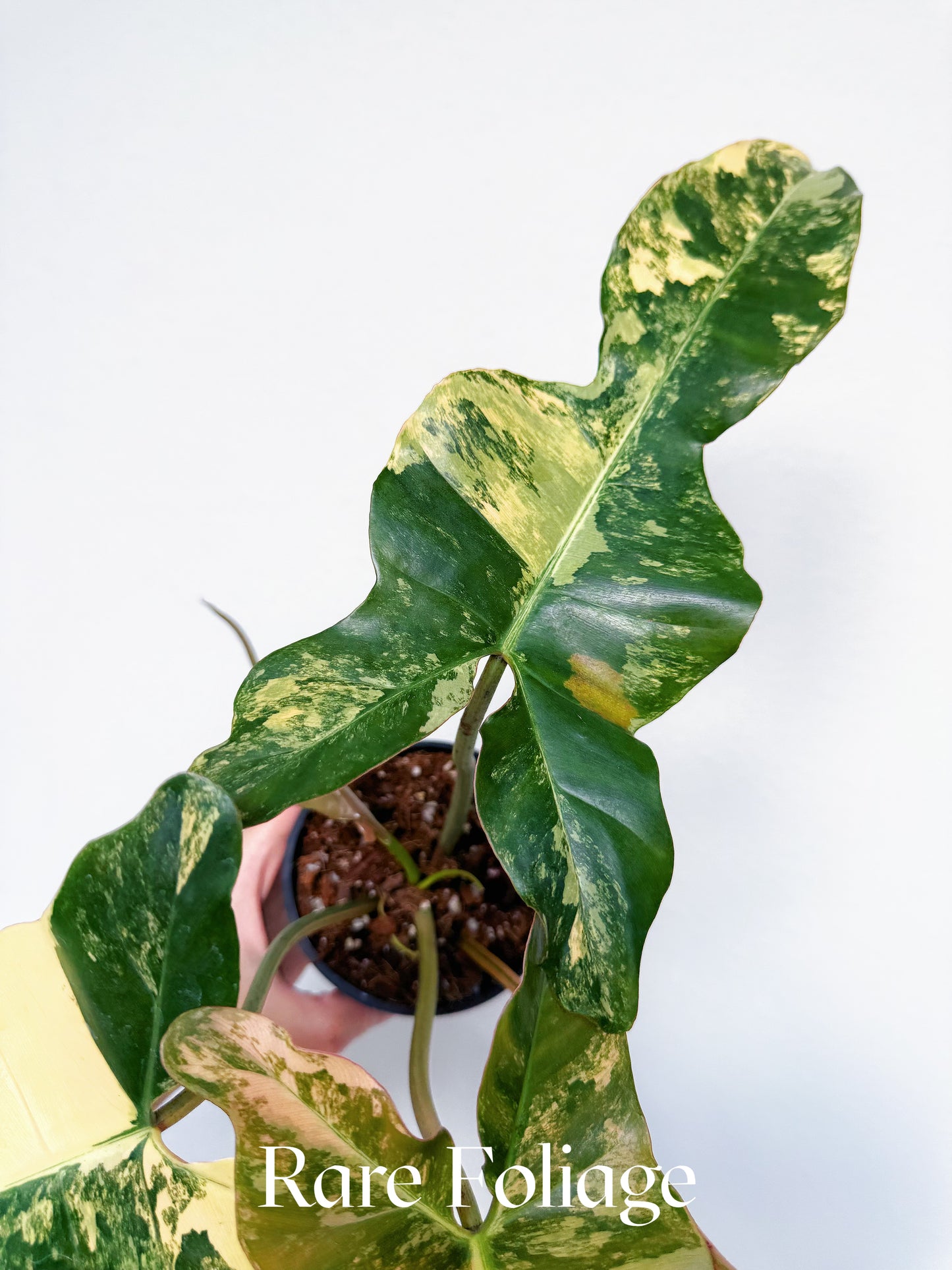Philodendron Brown Beauty (Florida Beauty x Billietiae x  Atabapoense) 4” Exact Plant