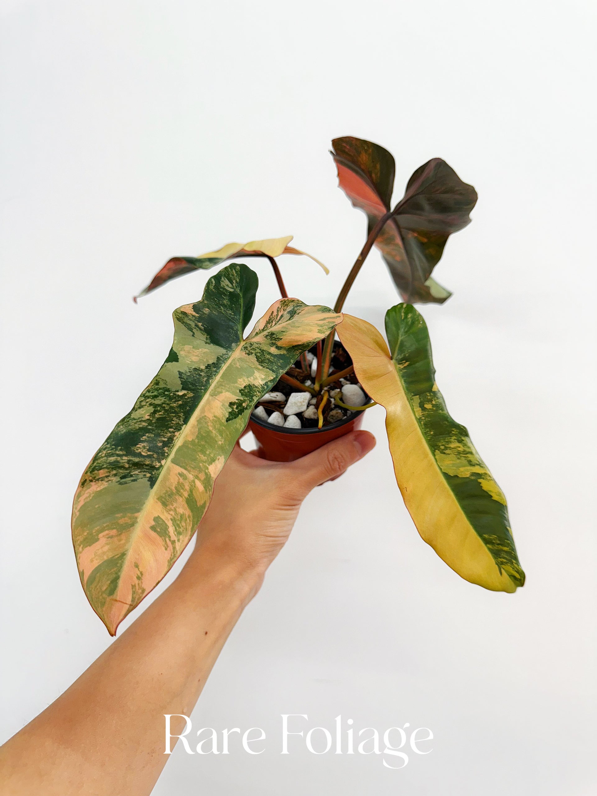 ①フィロデンドロン　斑入り philodendron Brown Beauty Philodendron Brown Beauty (Florida Beauty x Billietiae x