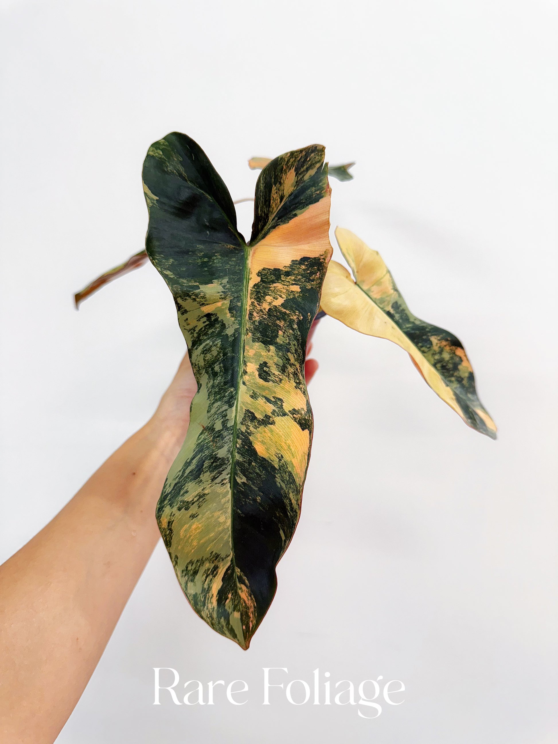 philodendron atabapoense x billietiae Philodendron Brown Beauty (Florida Beauty x Billietiae x Atabapoense) – Rare Foliage Plant Co