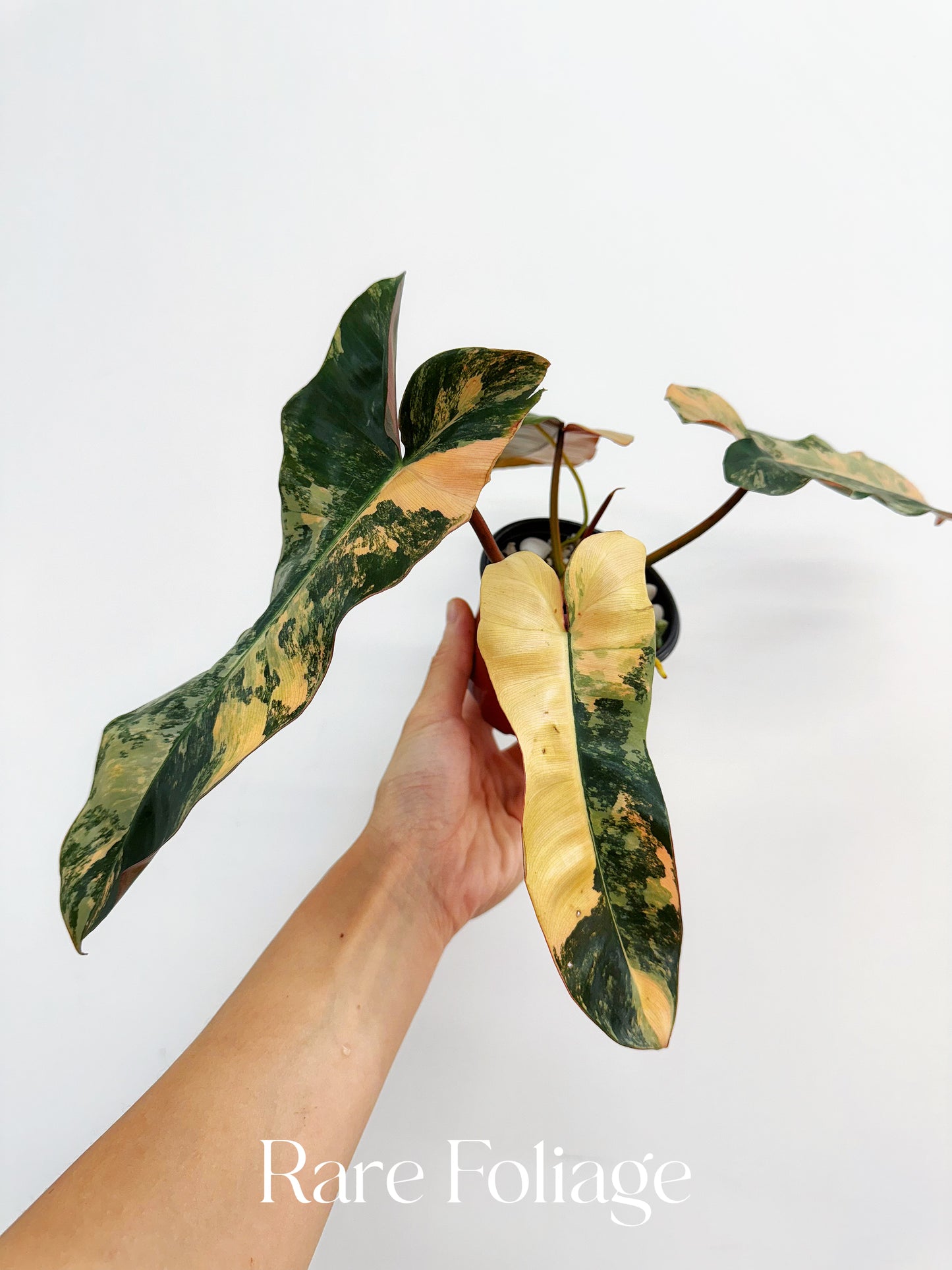 Philodendron Brown Beauty (Florida Beauty x Billietiae x  Atabapoense) 4” Exact Plant