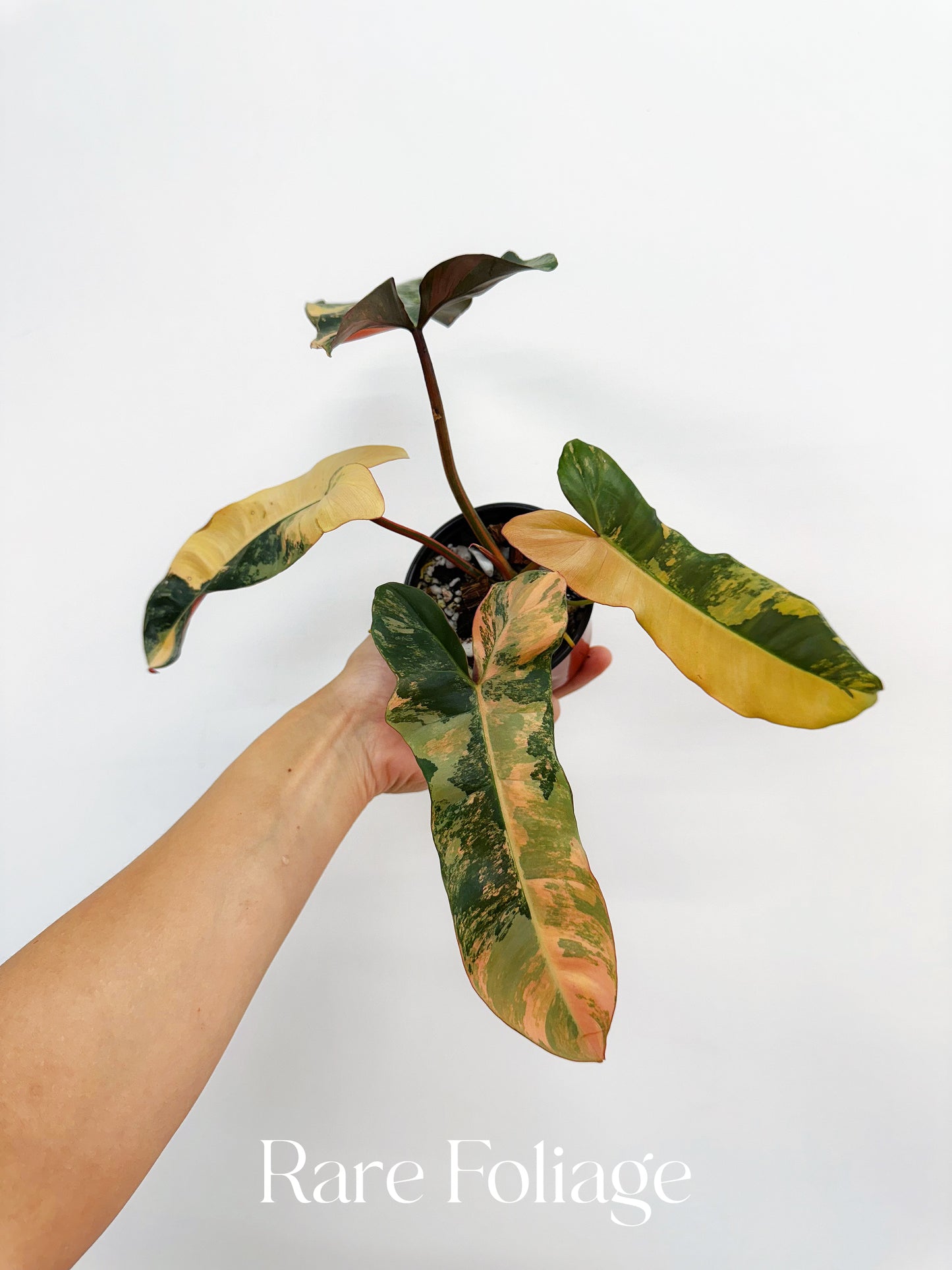 Philodendron Brown Beauty (Florida Beauty x Billietiae x  Atabapoense) 4” Exact Plant