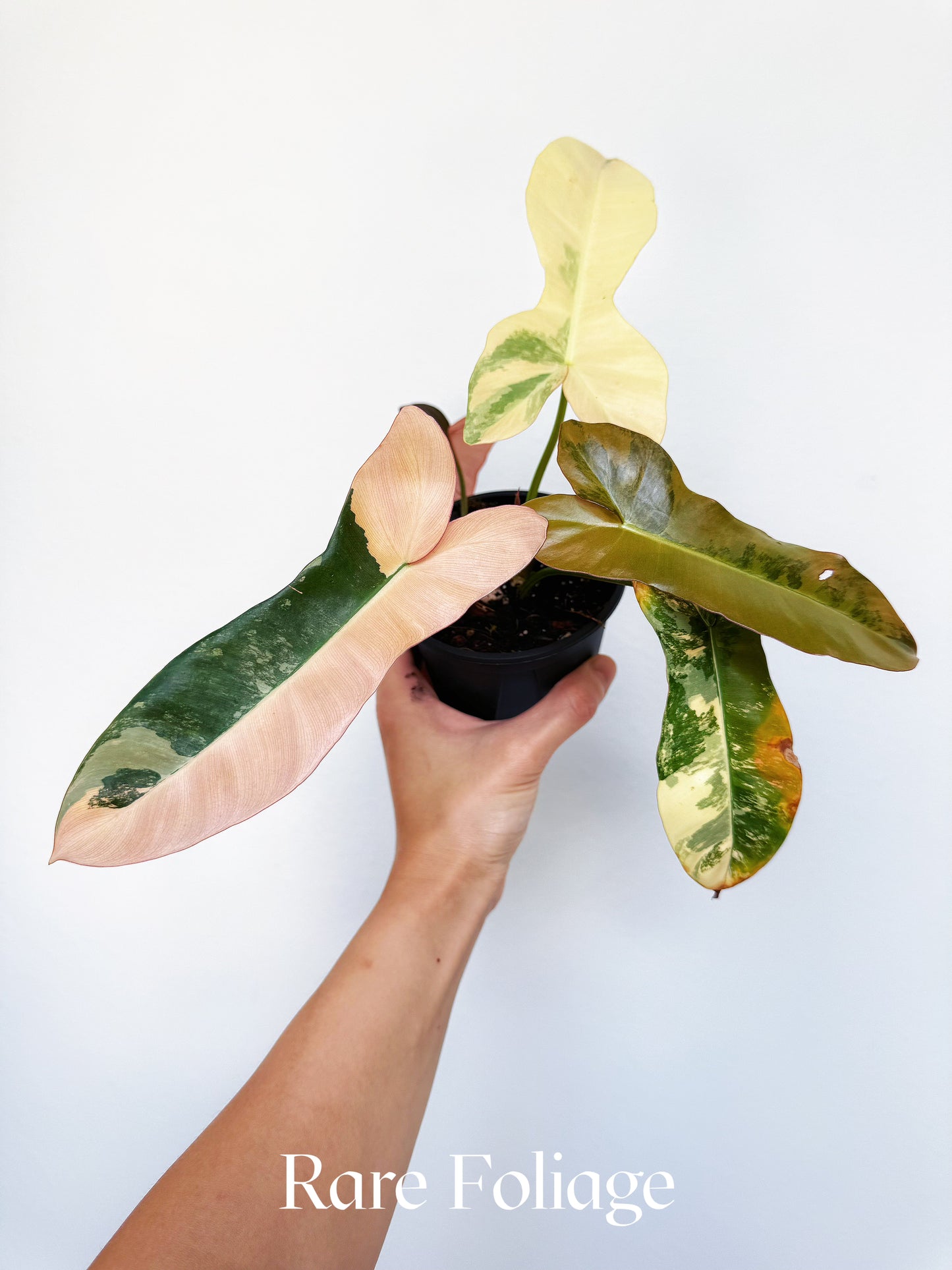 Philodendron Brown Beauty Pink 4" Exact Plant