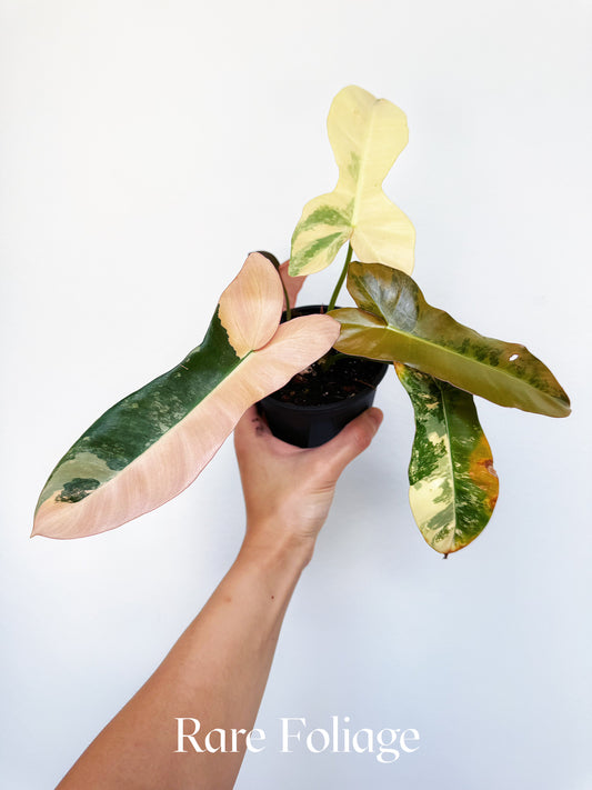 Philodendron Brown Beauty Pink 4" Exact Plant