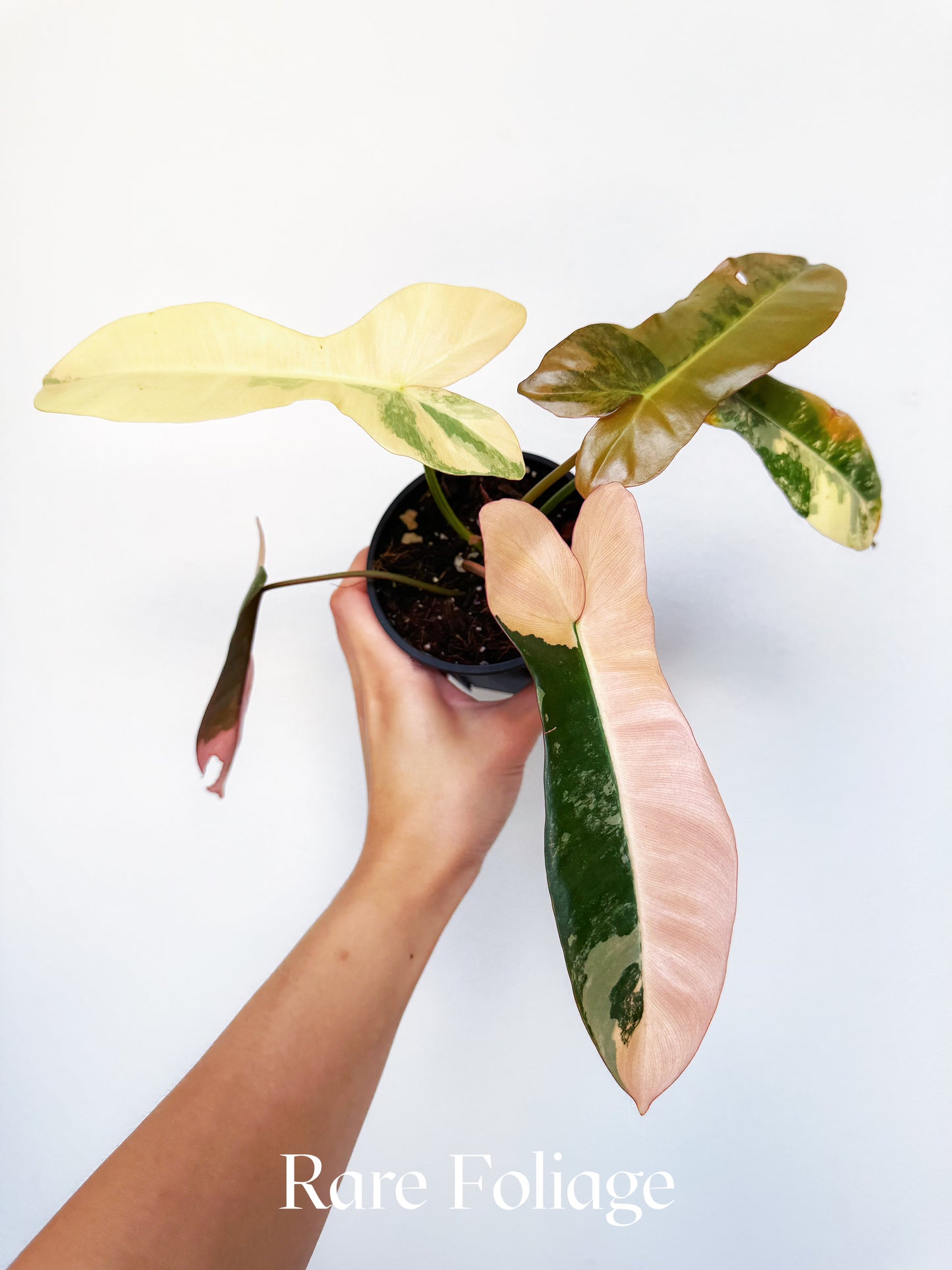 Philodendron Brown Beauty Pink 4" Exact Plant