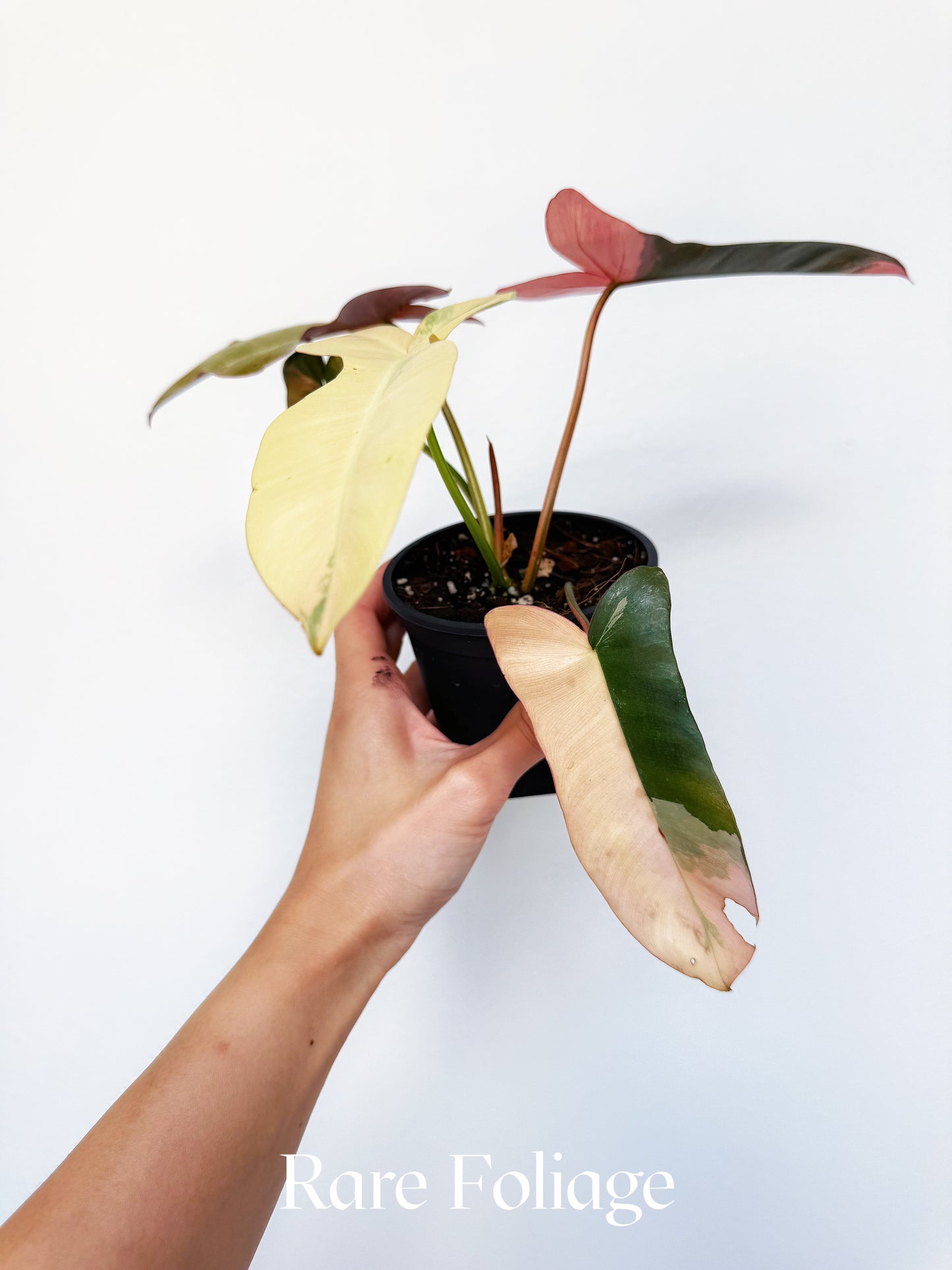 Philodendron Brown Beauty Pink 4" Exact Plant
