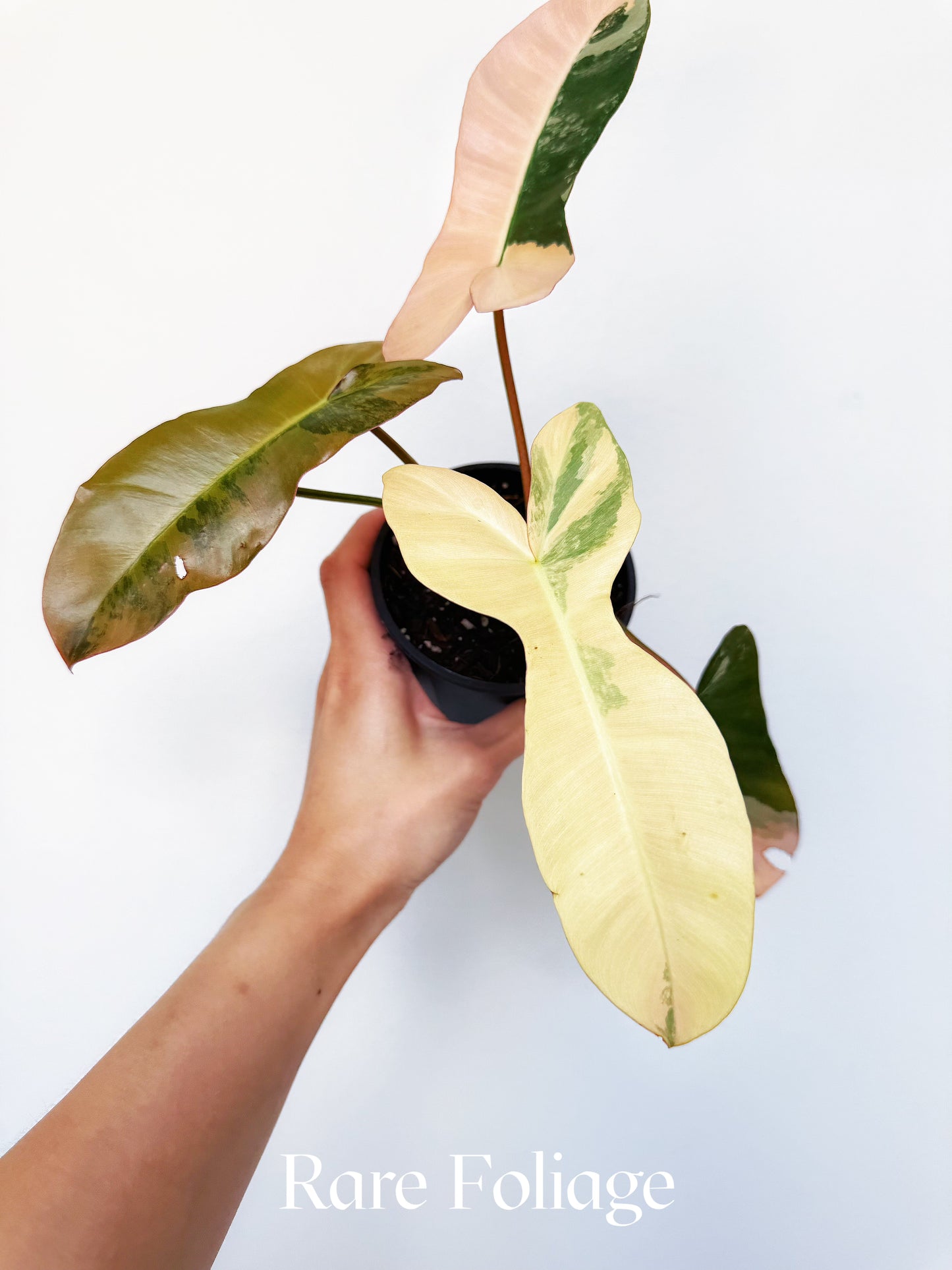 Philodendron Brown Beauty Pink 4" Exact Plant