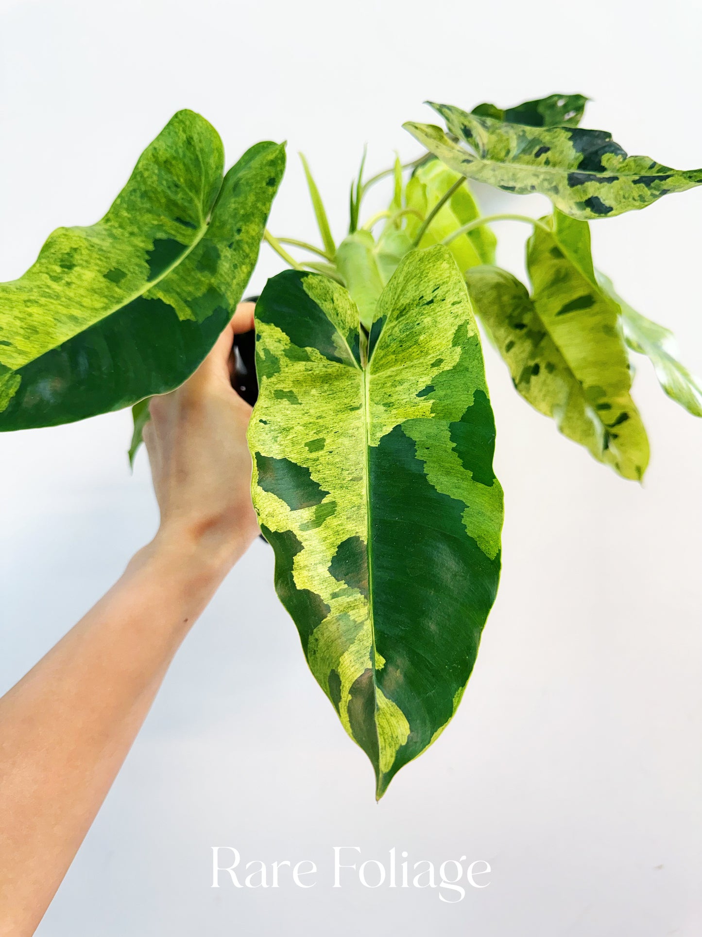Philodendron Burle Marx Mint Variegated 6”