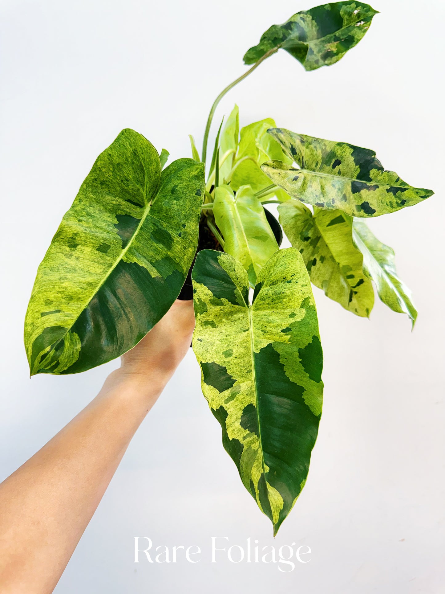 Philodendron Burle Marx Mint Variegated 6”