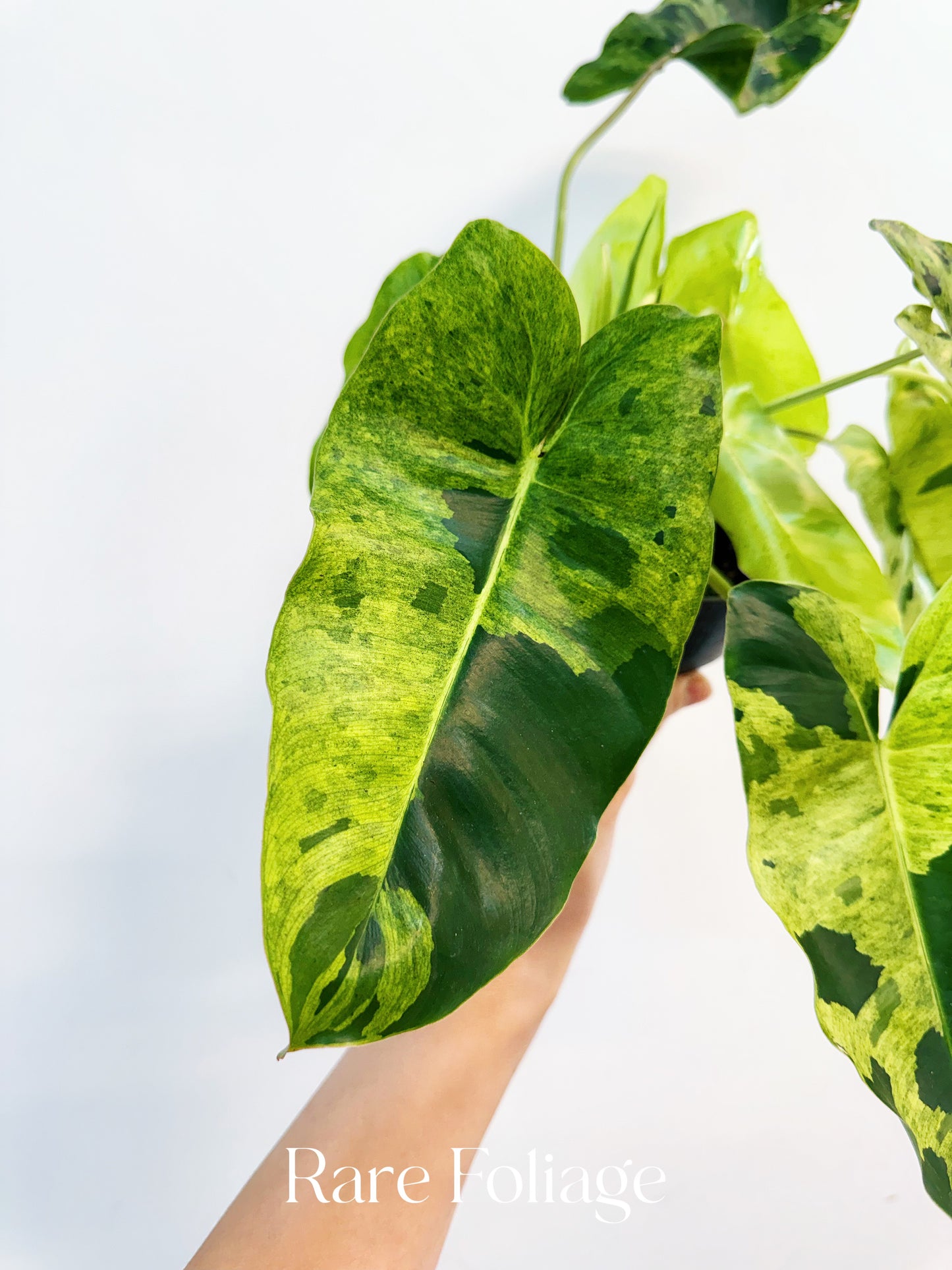 Philodendron Burle Marx Mint Variegated 6”