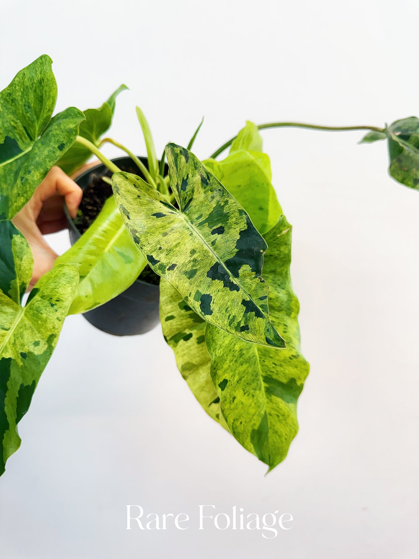 Philodendron Burle Marx Mint Variegated 6”