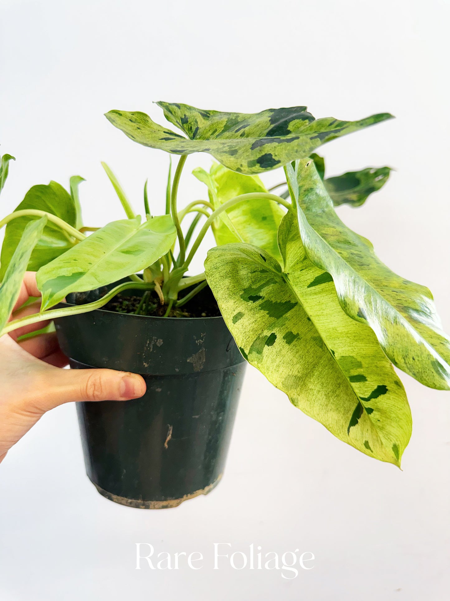 Philodendron Burle Marx Mint Variegated 6”