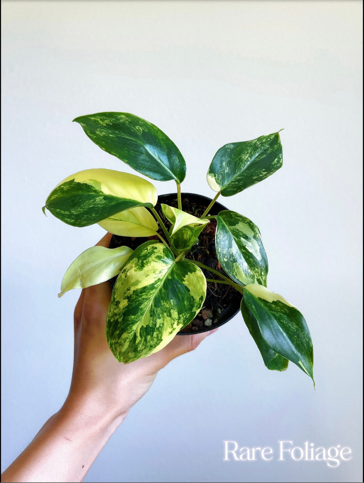 Philodendron Burle Marx Variegted 4"