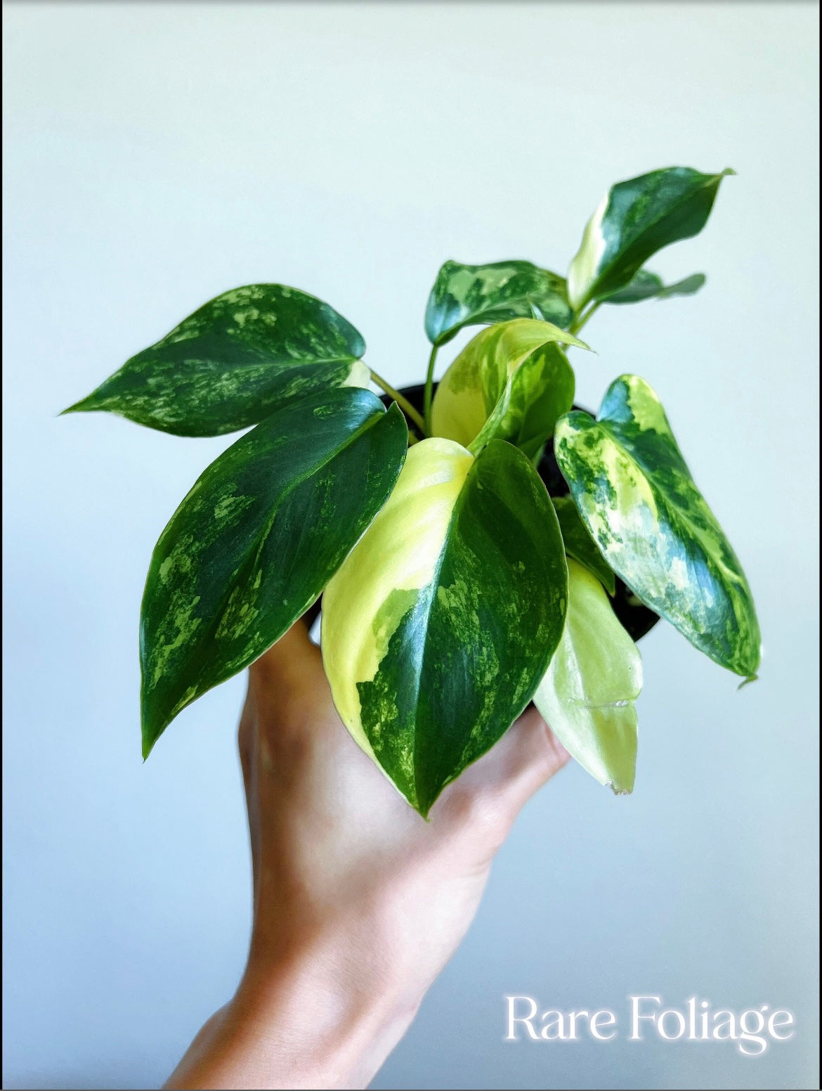 Philodendron Burle Marx Variegted 4"