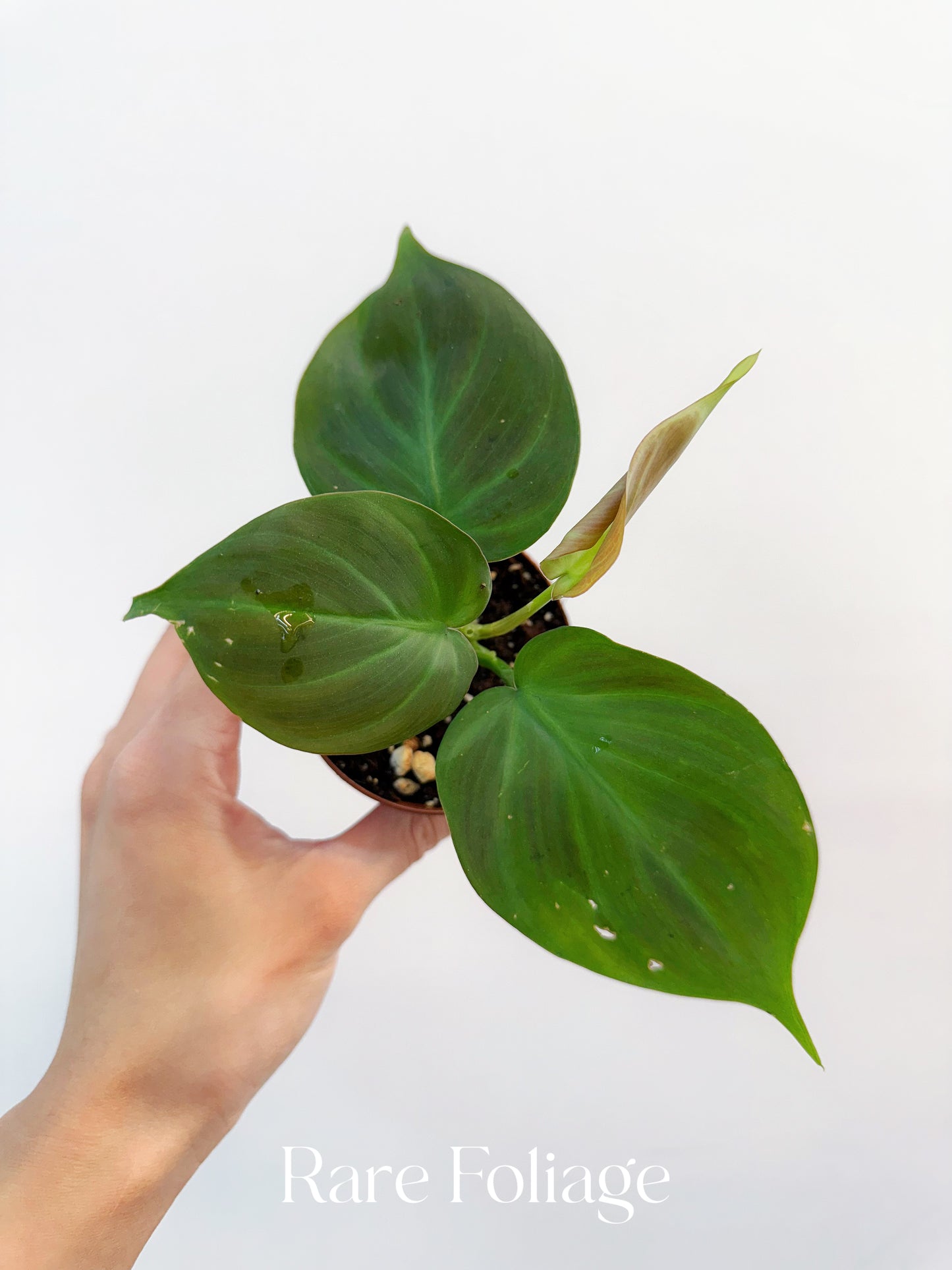 Philodendron Campo 3"
