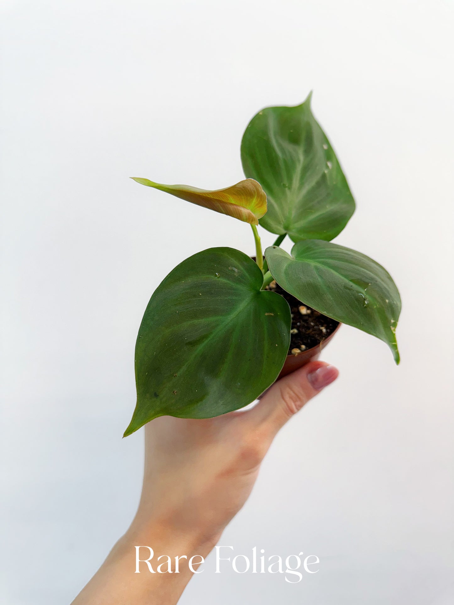 Philodendron Campo 3"