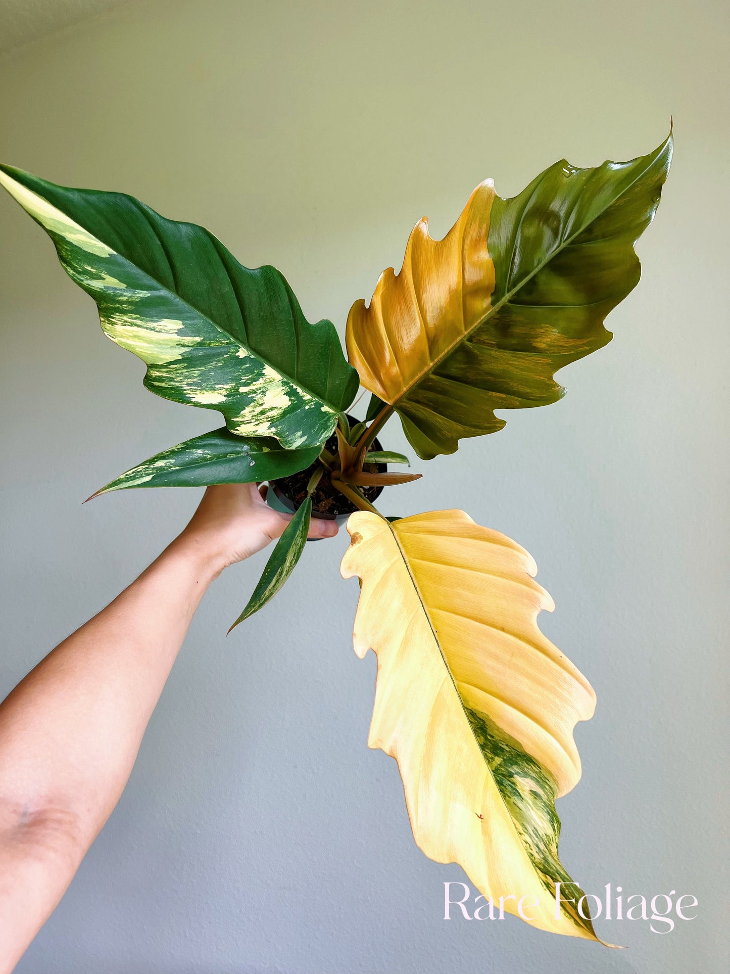 Philodendron Caramel Marble 4"