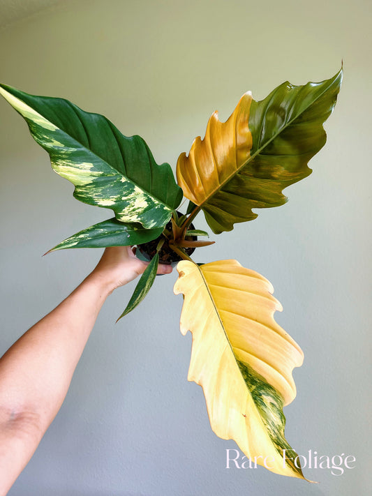 Philodendron Caramel Marble 4"