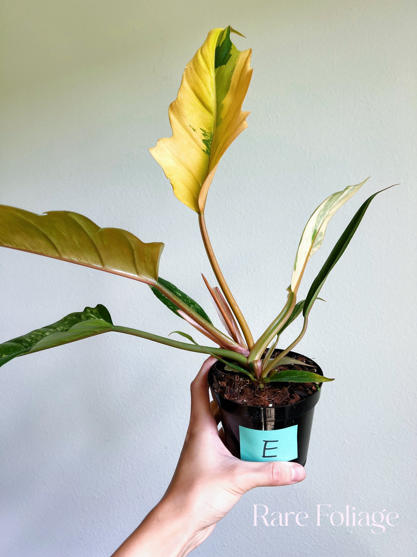 Philodendron Caramel Marble 4"