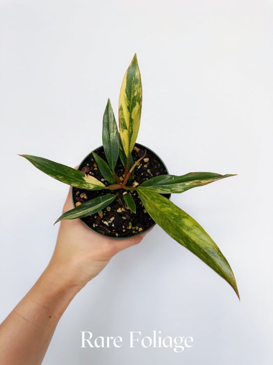 Philodendron Caramel Marble 4"