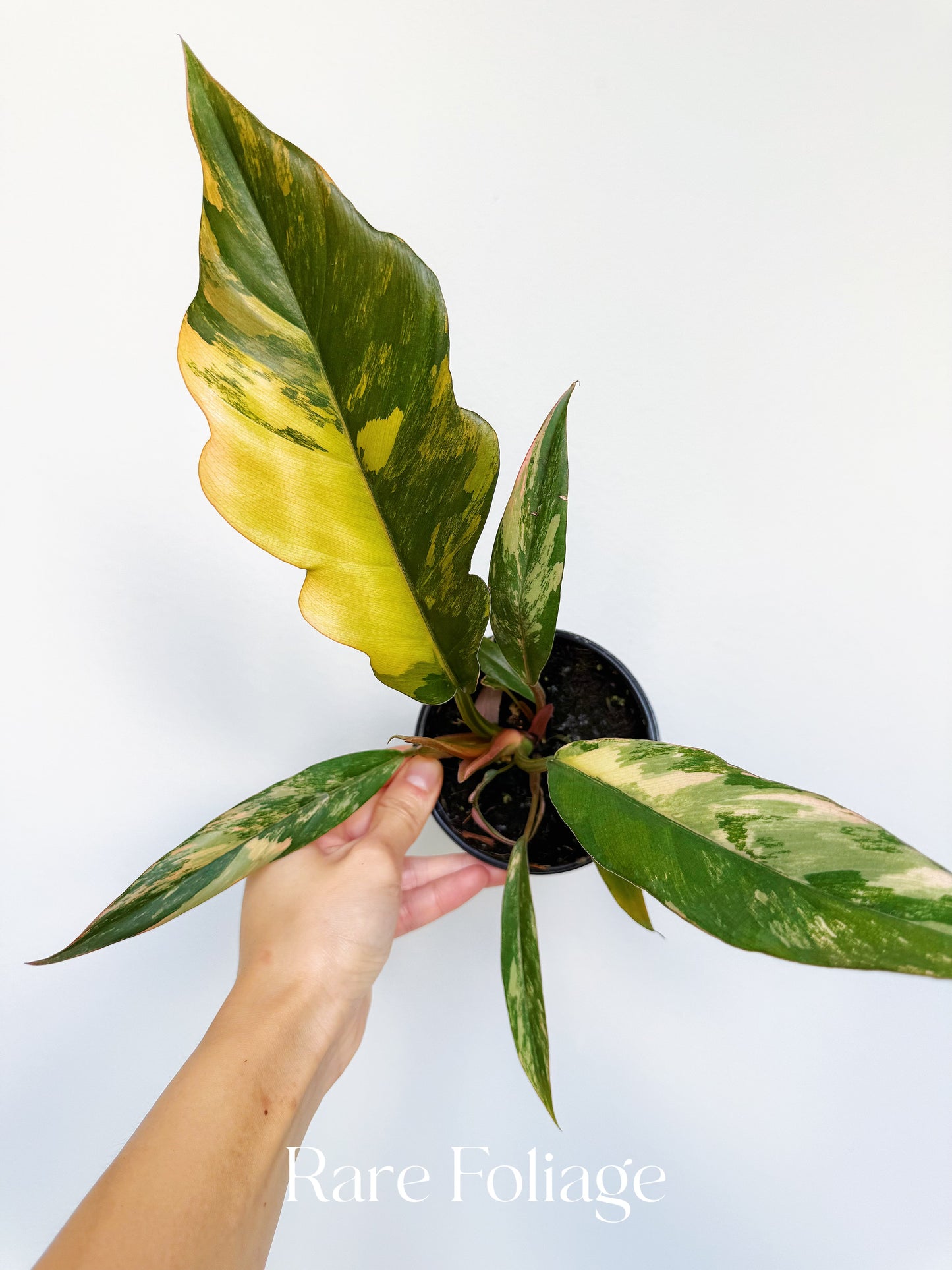 Philodendron Caramel Marble 4” Large