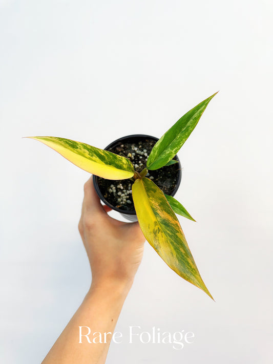Philodendron Caramel Marble 4”