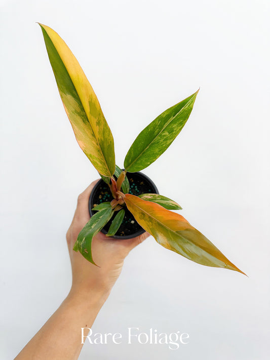Philodendron Caramel Marble 3"