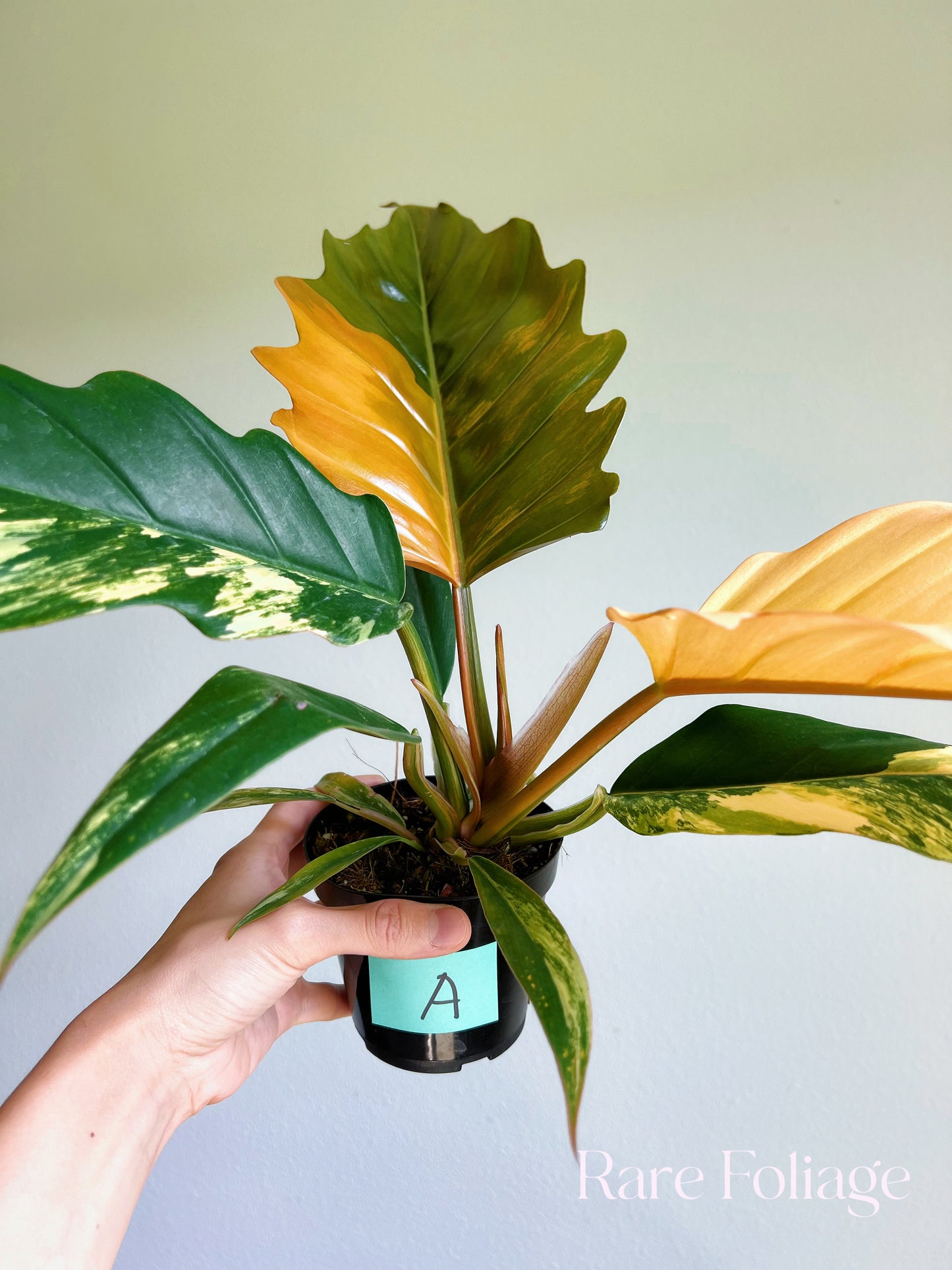 Philodendron Caramel Marble 4"